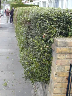 Front hedge