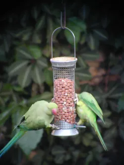Parakeets