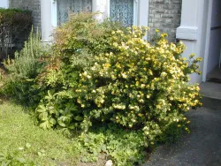 Shrubs by window